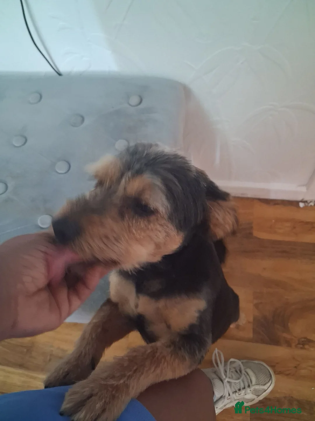 Yorkshire Terrier dogs for stud: Pets for stud in Peterborough - Advert 2