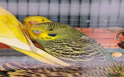 Budgerigars birds for sale: Budgies (Parakeets) for sale! - Image 3