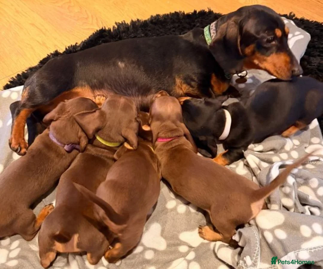 Miniature Dachshund dogs for sale: Miniature Dachshund puppies in Liverpool - Advert 1