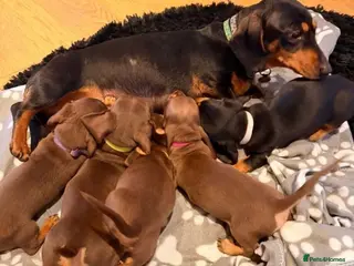 Miniature Dachshund dogs Miniature Dachshund puppies - Advert 1