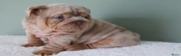 English Bulldog dogs for sale: Mr Muscles litter English Bulldogs - Advert 38