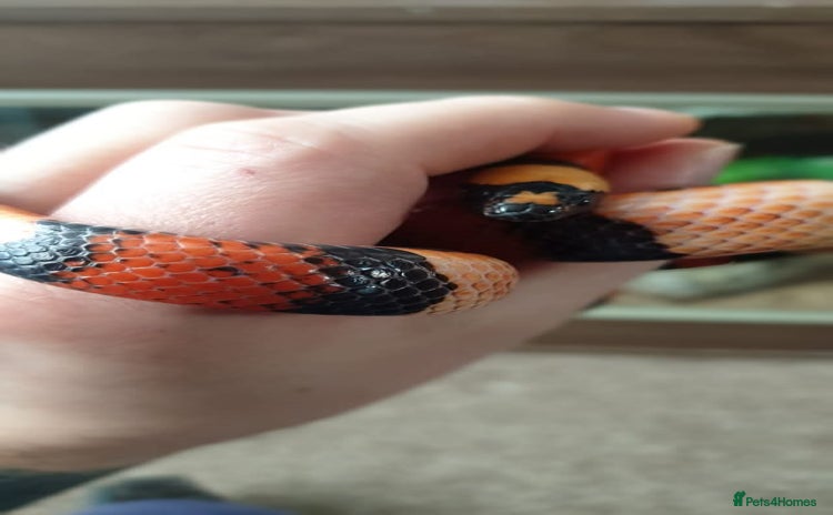 Milk Snake reptiles - Advert 2