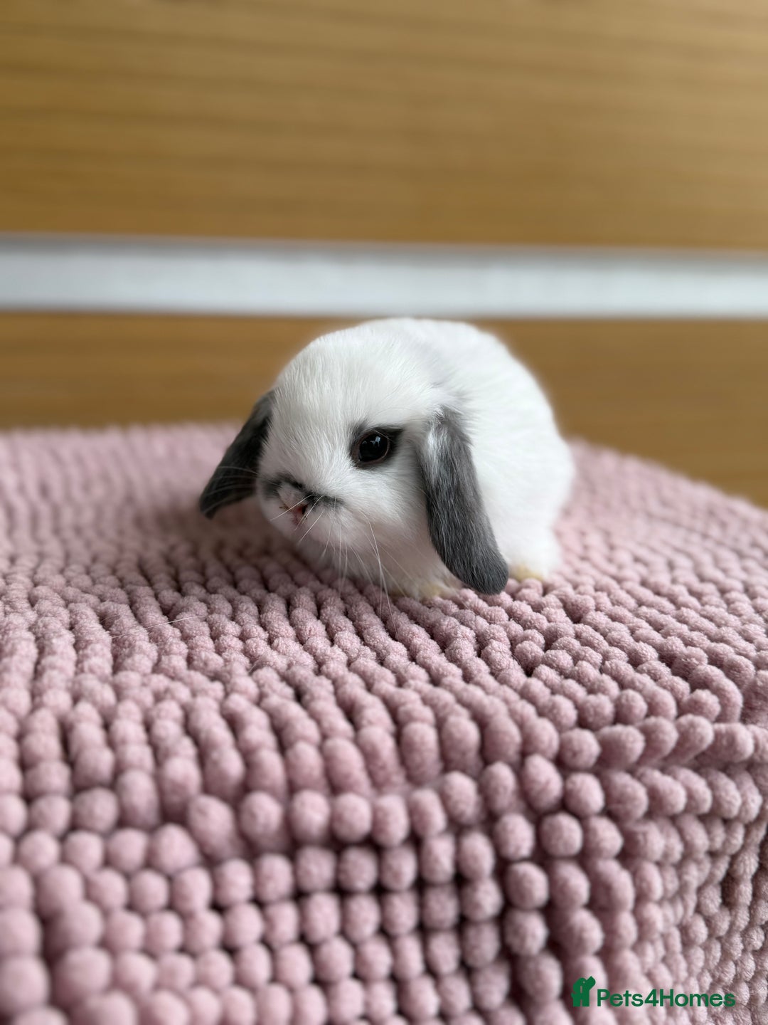 Mini Lop rabbits for sale: 4 baby mini lop bunnies  - Image 4