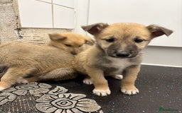 Mixed Breed dogs for sale:  German Shepherd x collie puppies for sale         - Image 5
