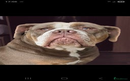 Mixed Breed dogs for sale: The tale of 2 sisters - Image 2