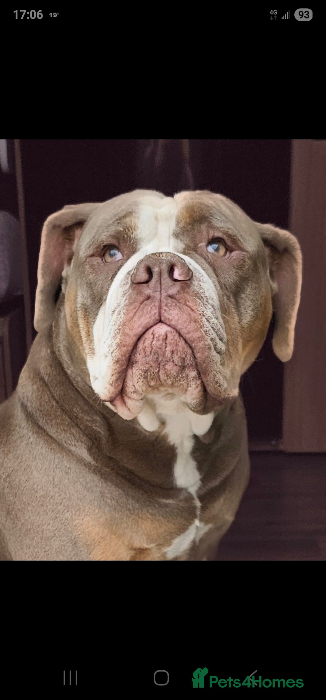 Mixed Breed dogs for sale: The tale of 2 sisters - Image 2