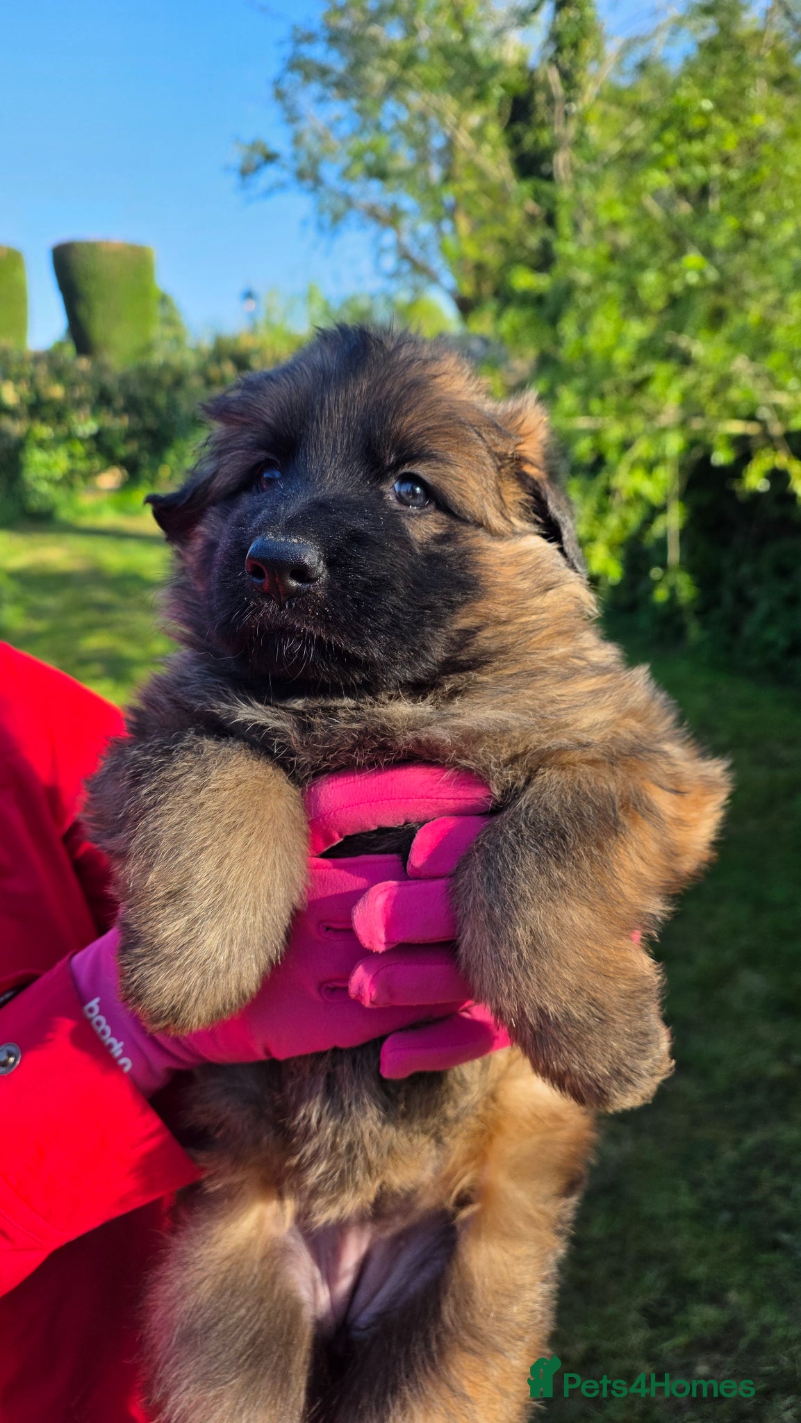 German Shepherd dogs Chunky German Shepherd Puppies  - Advert 20
