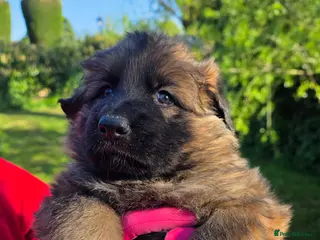 German Shepherd dogs Chunky German Shepherd Puppies - Advert 21