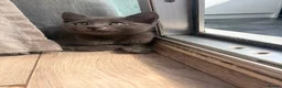 Mixed Breed cats for sale: 2 kittens for sale in Southampton - Advert 3