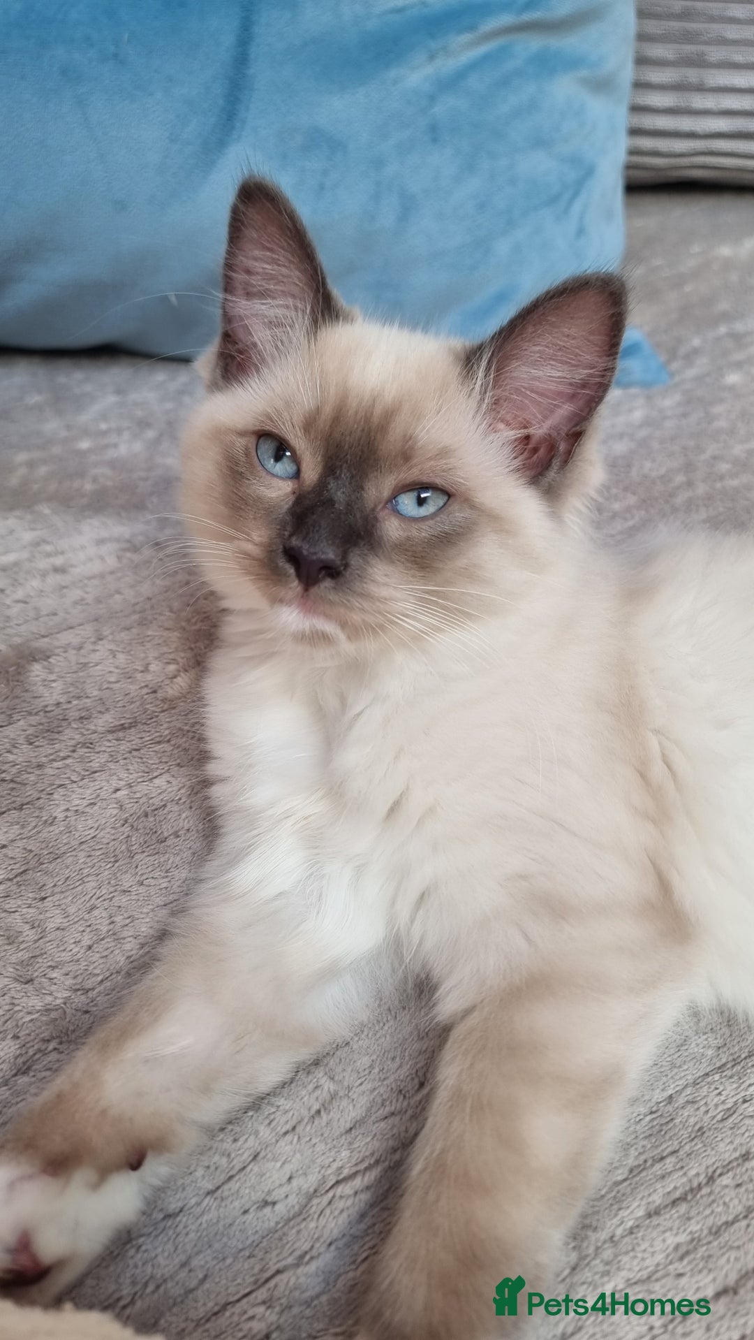 Ragdoll cats for sale: Ragdoll  - Image 2