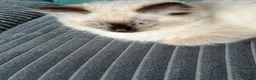Ragdoll cats for sale: Ragdoll - Advert 2