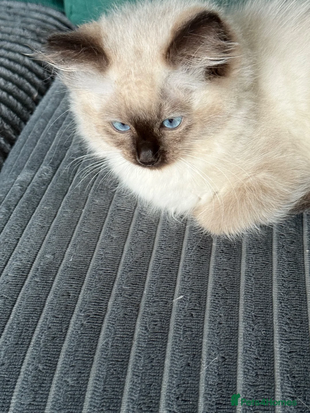 Ragdoll cats for sale: Ragdoll - Advert 2