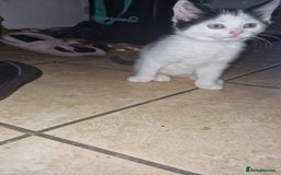Mixed Breed cats for sale: Kittens for sale  - Image 8