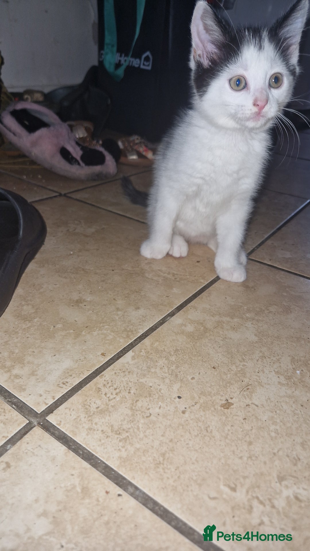 Mixed Breed cats for sale: Kittens for sale  - Image 8