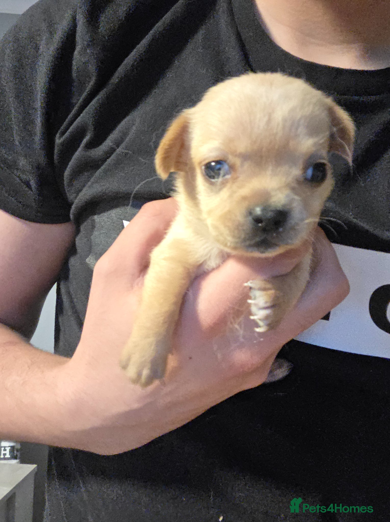 Chihuahua dogs for sale: Long & short haird chihuahua puppies  in Wirral - Advert 29