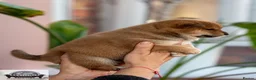 Japanese Shiba Inu dogs for sale:  🌸 Shiba Inu 3rd Gen Japanese Lines Crufts Placed - Advert 13