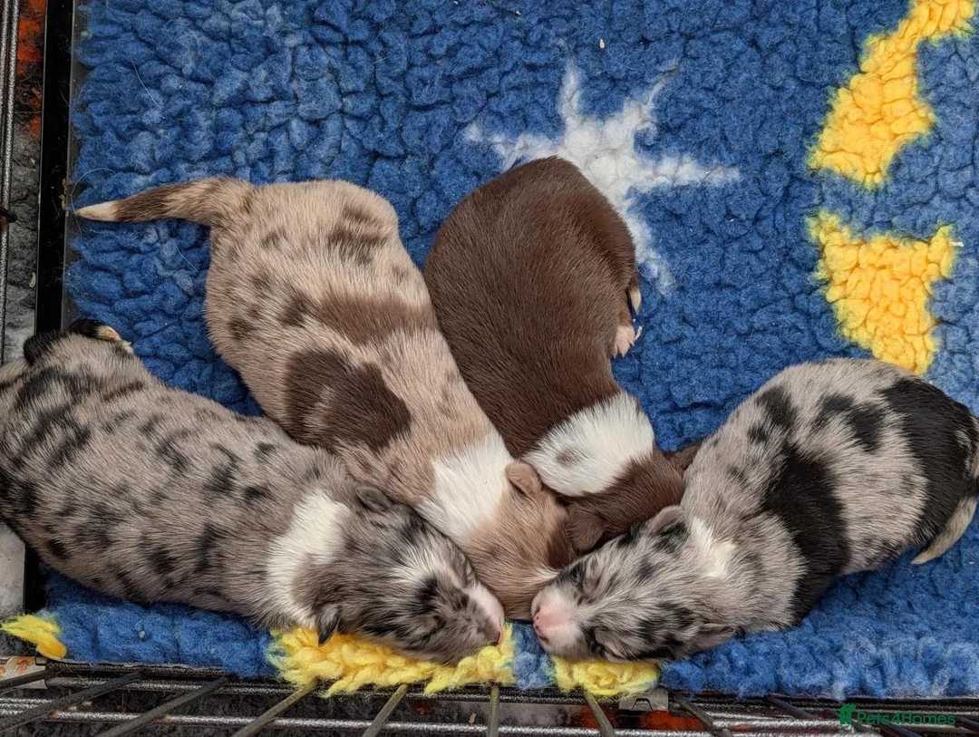 Border Collie dogs for sale: Beautiful merle and red border collie puppies - Advert 1