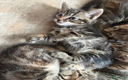 British Shorthair cats for sale: Beautiful tabby kittens - Image 35
