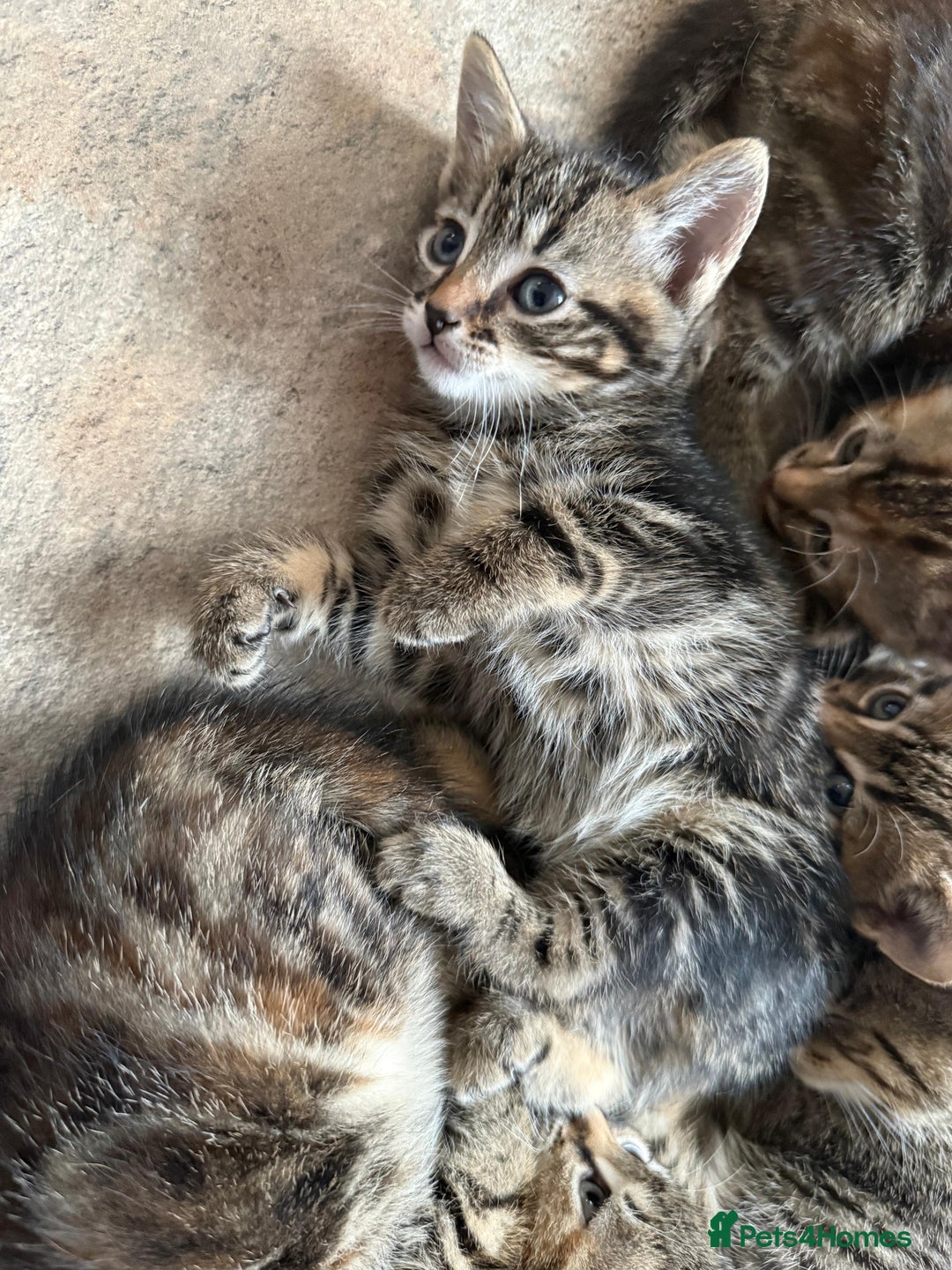 British Shorthair cats for sale: Beautiful tabby kittens - Image 35