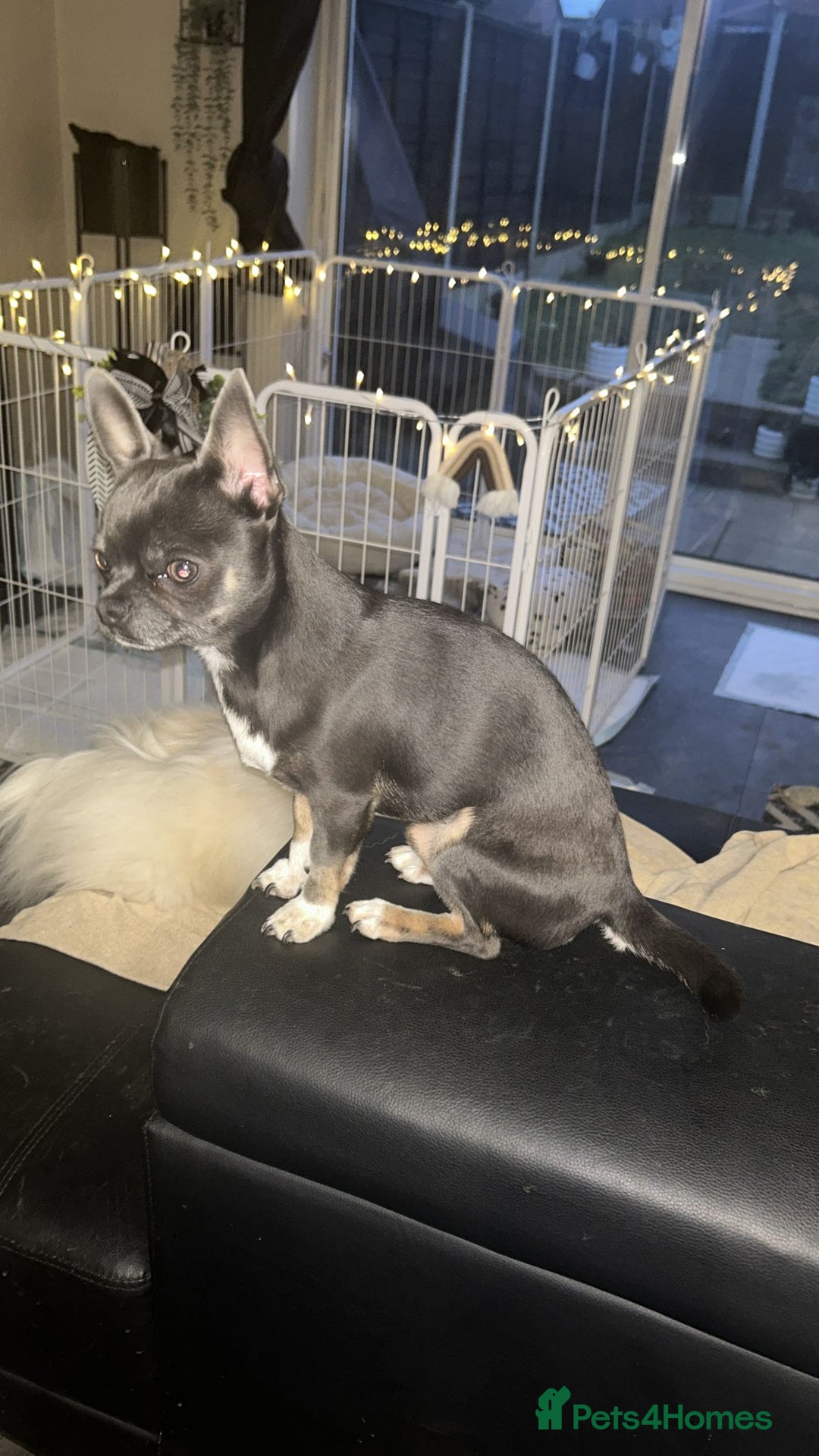 Chihuahua dogs for stud: Stud only. Full pedigree lilac chihuahua £300 - Advert 5