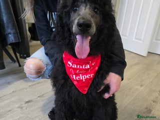 Standard Poodle dogs KC standard poodle Silver girl for sale ! - Advert 11