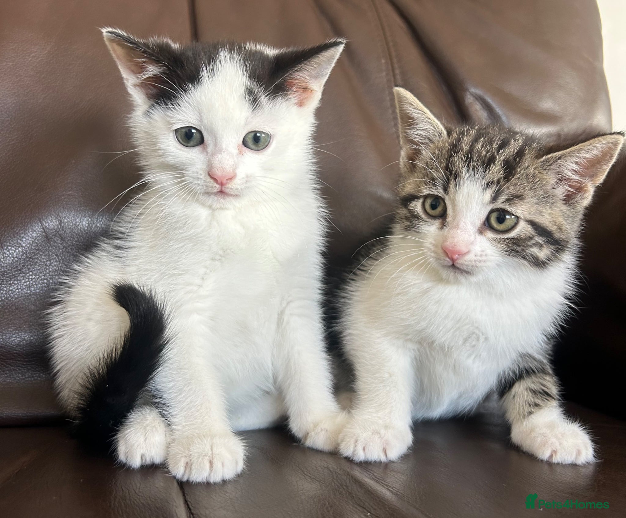 British Shorthair cats Kittens ready to go now  - Advert 8