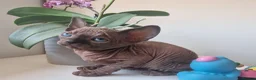 Sphynx cats for sale: 🐾 ADORABLE SPHYNX KITTEN BOY FOR SALE 🐾 - Advert 7