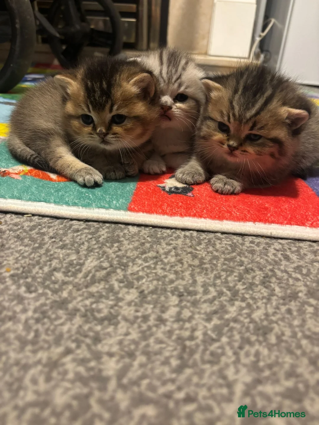 Scottish Fold cats for sale: Scottish Fold kittens - Advert 9