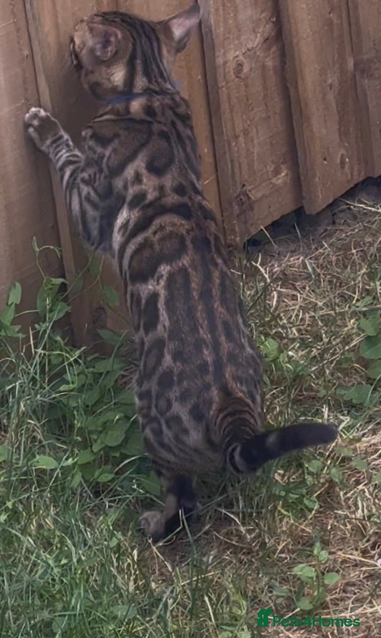 Bengal cats REDUCED PRICE! 2 Bengals Kittens Left ✨ - Advert 15