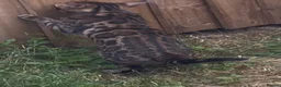 Bengal cats for sale: 2 Bengals Kittens Left ✨ in Southam - Advert 8