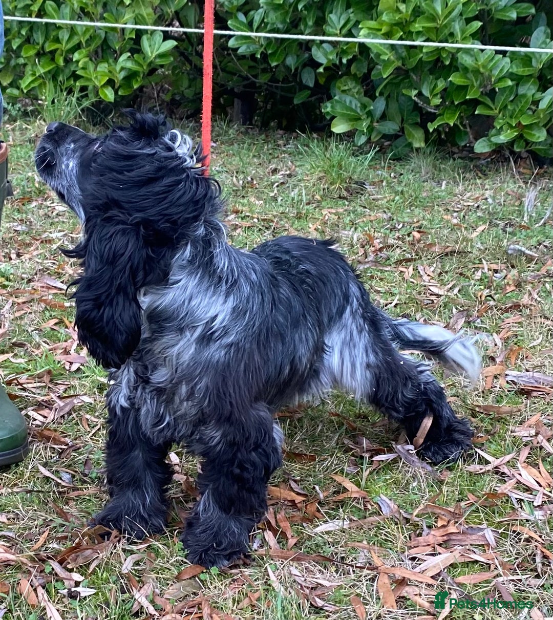 Cocker Spaniel dogs for sale: Adorable show cocker adult girls  - Advert 3