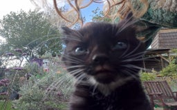 Mixed Breed cats for sale: 4 sweet happy tuxedo kittens - Image 18