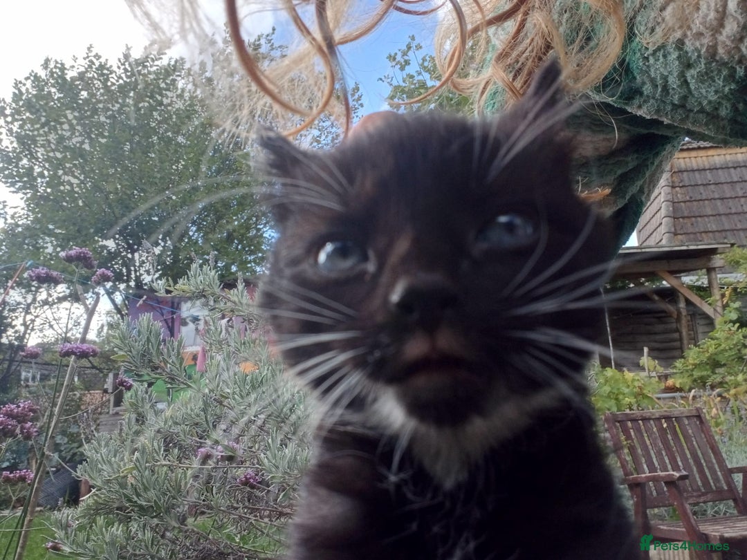 Mixed Breed cats for sale: 4 sweet happy tuxedo kittens - Image 18