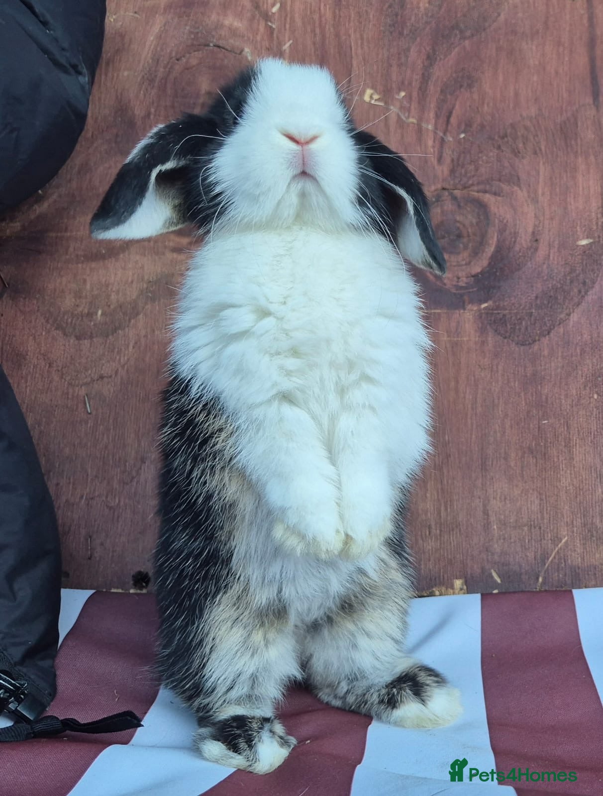 Mini Lop rabbits Mini lops does and bucks 2 does left 4 bucks  - Advert 2