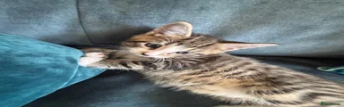 Mixed Breed Kitten 2 Yellow collar