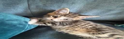 Mixed Breed cats for sale: 4 amazing coloured kittens - Advert 19