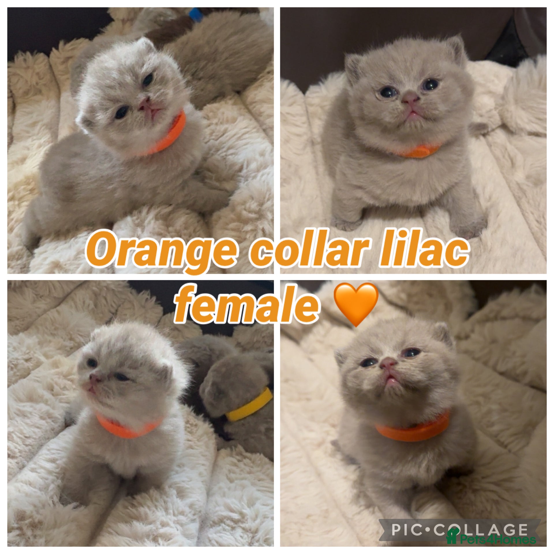 British Shorthair cats Pedigree chunky British shorthair kittens  - Advert 15