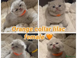 British Shorthair cats Pedigree chunky British shorthair kittens - Advert 15