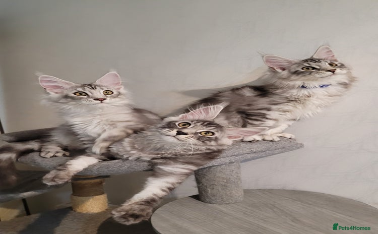 Maine Coon cats in Ipswich - Advert 10