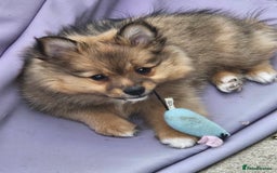 German Spitz dogs for sale: German spitz puppy girl - Image 2