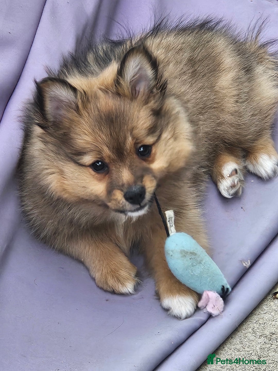German Spitz dogs for sale: German spitz puppy girl - Image 2