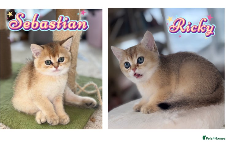 British Shorthair cats - Advert 14