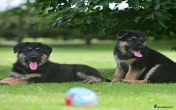German Shepherd dogs for sale: TOP QUALITY GERMAN SHEPHERD LITTERS - Image 4