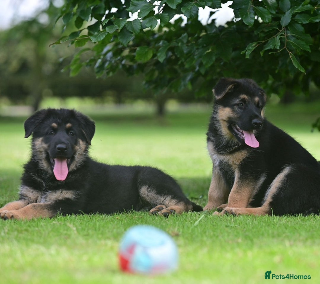 German Shepherd dogs for sale: TOP QUALITY GERMAN SHEPHERD LITTERS - Image 4
