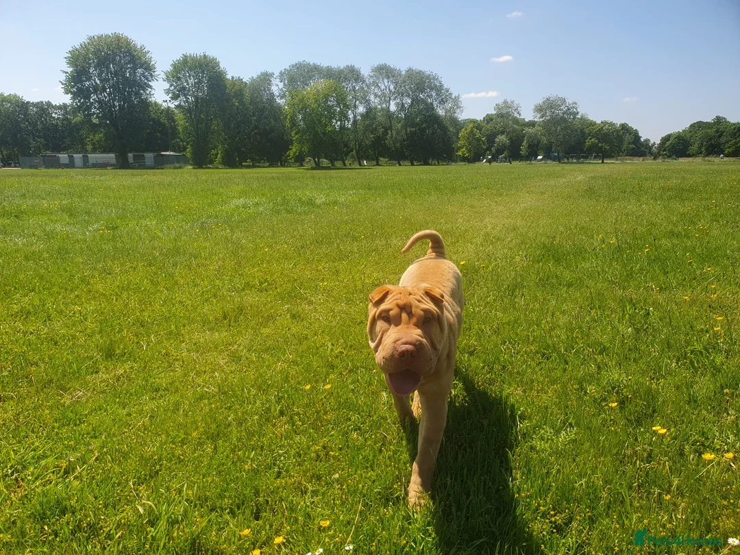 Shar Pei dogs for stud: Gorgeous Pure Shar pei ready for stud!  in Feltham - Advert 4