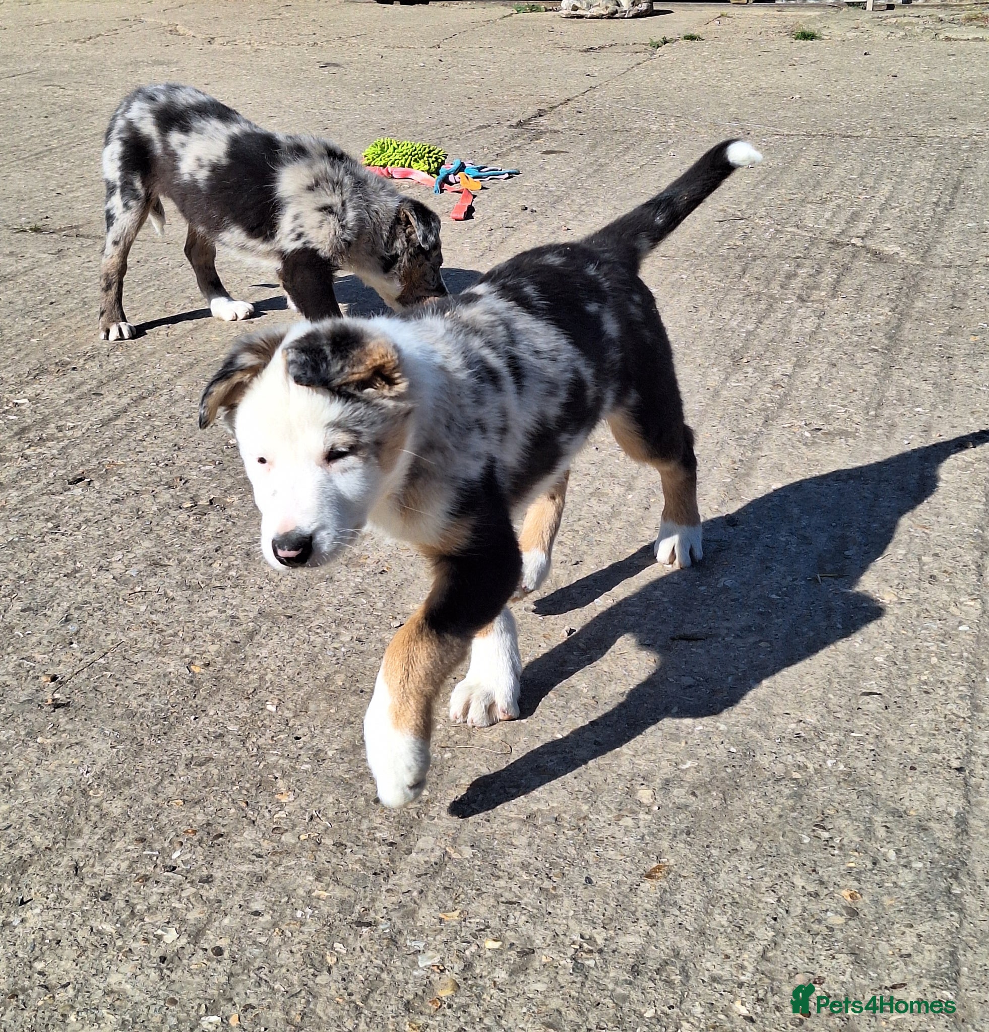 Border Collie dogs Beautiful male border collie puppies available - Advert 12