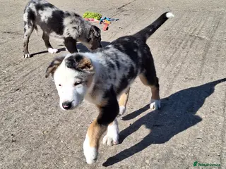 Border Collie dogs Beautiful male border collie puppies available - Advert 12