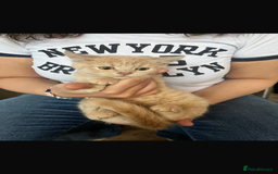 Mixed Breed cats for sale: Persian x Russian blue & British shorthair - Image 17