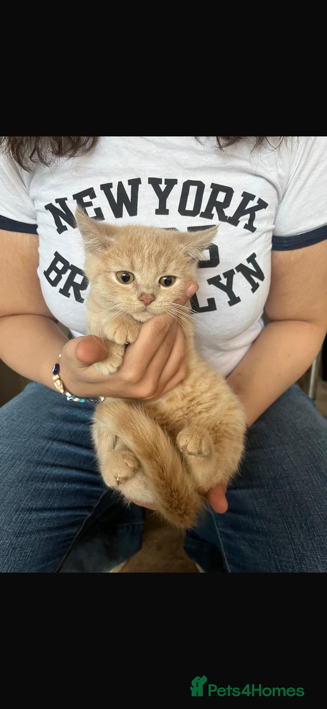 Mixed Breed cats for sale: Persian x Russian blue & British shorthair - Image 17