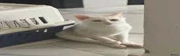 Arabian Mau cats for sale: Disabled Arabian mau kitten from Dubai  - Advert 1